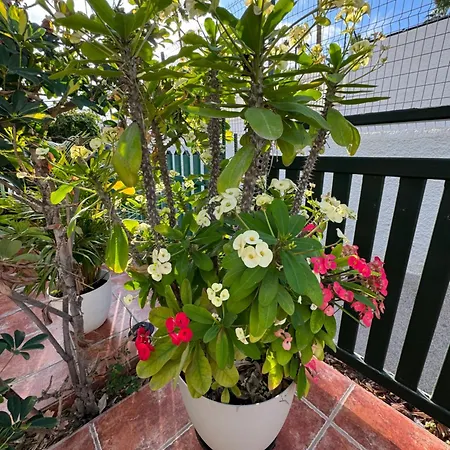 Casa Dunaflor Tatil Evi Maspalomas (Gran Canaria)