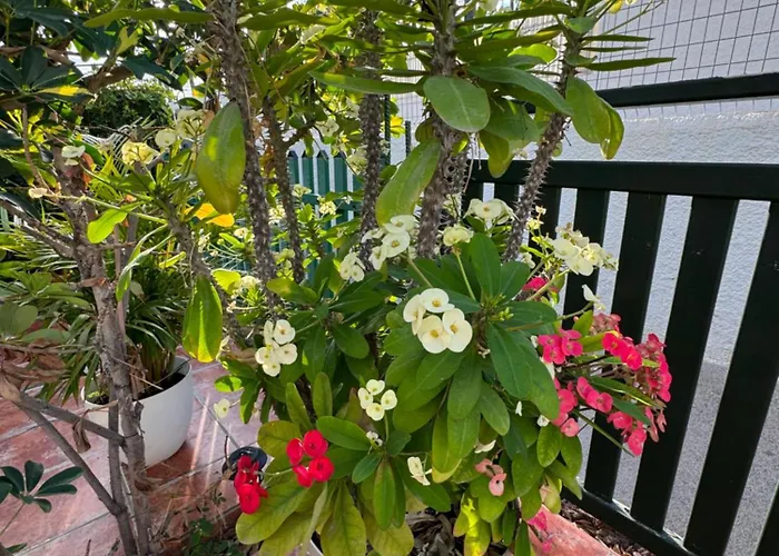 Casa Dunaflor בית נופש מספאלומס